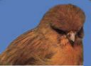 Filename=anorwich8.jpg
Filesize=14KiB
Dimensions=260x189
Date added=Jul 07, 2011 anorwich8.jpg