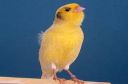 Filename=ROLLER.jpg
Filesize=5KiB
Dimensions=265x175
Date added=Jul 07, 2011 ROLLER.jpg