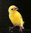 ROLLER3.jpg